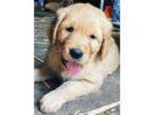 Golden Retriever Puppy for sale in Sedro Woolley, WA, USA
