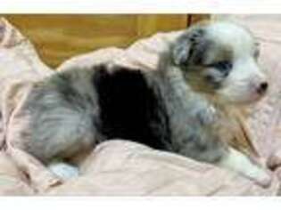 Miniature Australian Shepherd Puppy for sale in Columbia, MO, USA