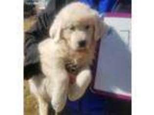 Golden Retriever Puppy for sale in Mineral Point, WI, USA