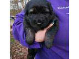 German Shepherd Dog Puppy for sale in Elkin, NC, USA
