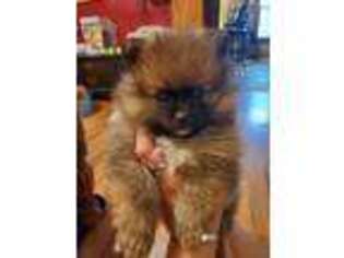 Pomeranian Puppy for sale in Pittsville, WI, USA