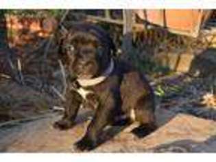Cane Corso Puppy for sale in Cashion, OK, USA
