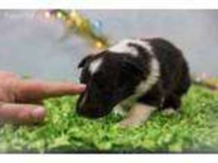 Shetland Sheepdog Puppy for sale in Hamilton, IL, USA