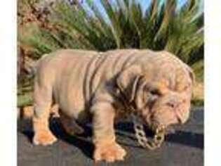 Bulldog Puppy for sale in Visalia, CA, USA
