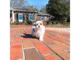 Shih-Poo Puppy for sale in Newberry, SC, USA