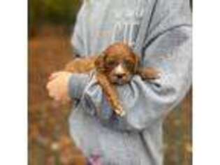Cavapoo Puppy for sale in Donalds, SC, USA