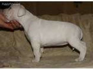 American Staffordshire Terrier Puppy for sale in Vidalia, GA, USA