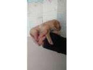 Labrador Retriever Puppy for sale in Hartsel, CO, USA