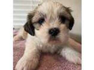 Lhasa Apso Puppy for sale in Fort Myers, FL, USA