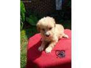 Mutt Puppy for sale in Bland, VA, USA