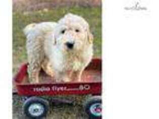 Goldendoodle Puppy for sale in Harrisburg, PA, USA