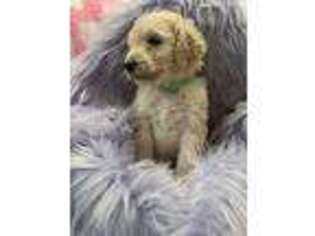 Goldendoodle Puppy for sale in Fillmore, UT, USA