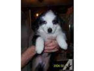 Australian Shepherd Puppy for sale in GADSDEN, AL, USA