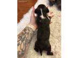 Bull Terrier Puppy for sale in Charleston, WV, USA