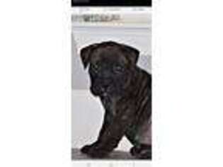 Bullmastiff Puppy for sale in Nolanville, TX, USA