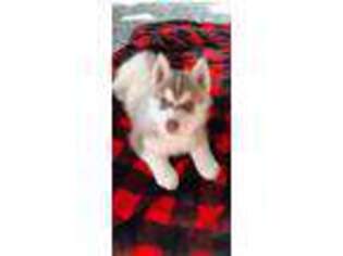 Siberian Husky Puppy for sale in Ontario, OR, USA