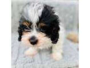Cavapoo Puppy for sale in Factoryville, PA, USA