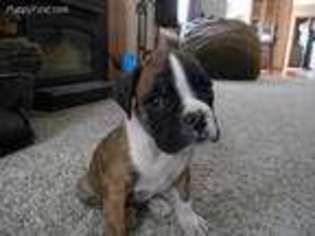 Boxer Puppy for sale in Eaton, CO, USA