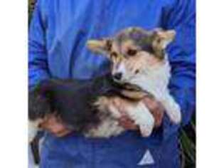 Pembroke Welsh Corgi Puppy for sale in Sacramento, CA, USA