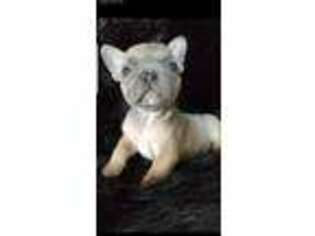 French Bulldog Puppy for sale in Farmington, CA, USA