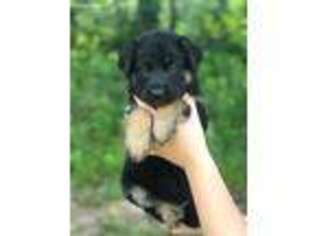 German Shepherd Dog Puppy for sale in Hillsboro, OH, USA