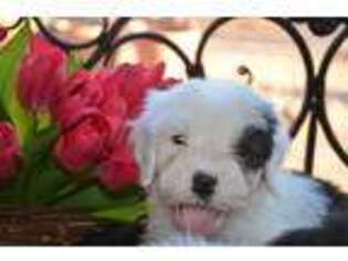 Mutt Puppy for sale in New River, AZ, USA