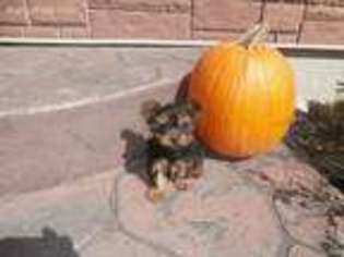 Yorkshire Terrier Puppy for sale in Plymouth, IL, USA