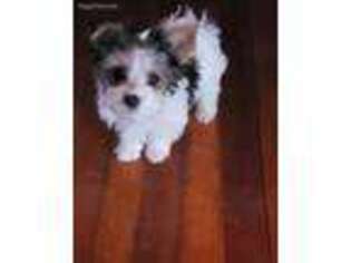 Yorkshire Terrier Puppy for sale in Schenectady, NY, USA