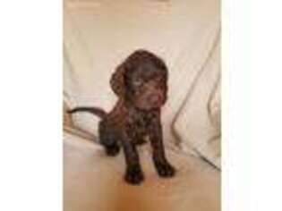 Labradoodle Puppy for sale in Denver, IA, USA