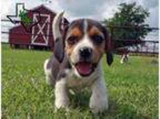 Medium Photo #1 Beagle Puppy For Sale in Whitewright, TX, USA