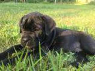 Cane Corso Puppy for sale in Mechanicville, NY, USA