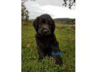 Labradoodle Puppy for sale in Reinholds, PA, USA