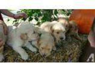Golden Retriever Puppy for sale in GREENSBORO, NC, USA