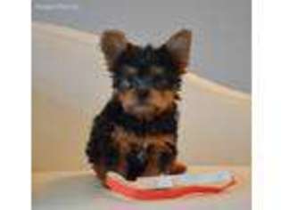 Silky Terrier Puppy for sale in Buncombe, IL, USA