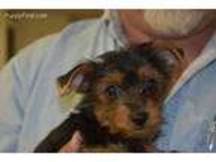 Yorkshire Terrier Puppy for sale in Stratton, CO, USA