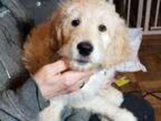 Goldendoodle Puppy for sale in Hackensack, NJ, USA