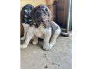 Goldendoodle Puppy for sale in Viola, AR, USA
