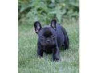 French Bulldog Puppy for sale in North Baltimore, OH, USA