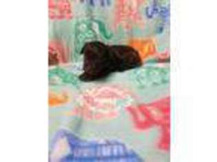 Mutt Puppy for sale in Superior, NE, USA