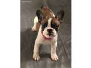 French Bulldog Puppy for sale in Lynden, WA, USA
