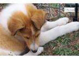 Collie Puppy for sale in Fort Worth, TX, USA