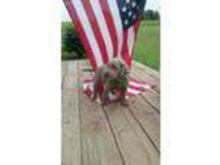 Labrador Retriever Puppy for sale in Higginsville, MO, USA