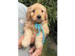 Goldendoodle Puppy for sale in Grand Ridge, IL, USA