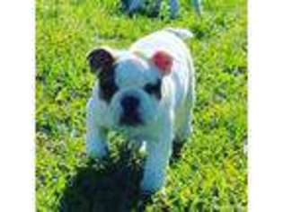 Bulldog Puppy for sale in Farmington, CA, USA