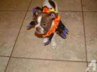 Boston Terrier Puppy for sale in LEAGUE CITY, TX, USA