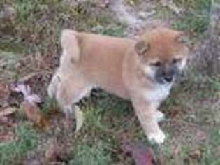 Shiba Inu Puppy for sale in Myrtle, MO, USA