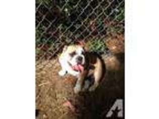Bulldog Puppy for sale in JACKSON, MS, USA