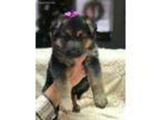 German Shepherd Dog Puppy for sale in Troy, MO, USA