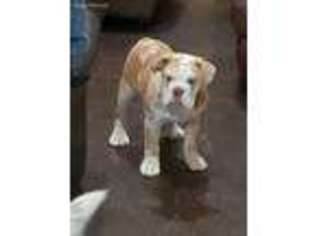 Olde English Bulldogge Puppy for sale in Marietta, OK, USA