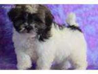 Mal-Shi Puppy for sale in Fort Scott, KS, USA